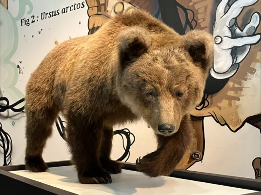 Visite "la journée de l'ours"