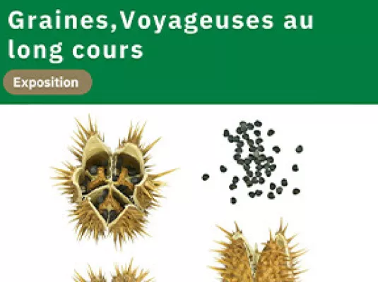 "GRAINES"