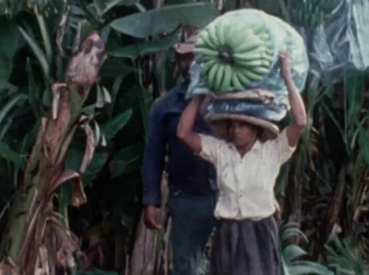 Les Antilles empoisonnées – La banane et le chlordécone