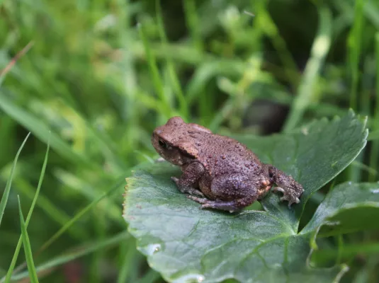 Atelier de découverte de la nature : faire de son jardin un refuge © Freepik