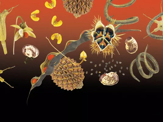 Graines, voyageuses au long cours - Exposition photographique du Muséum © David Pageot