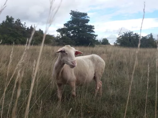 Larzac ! © Droits réservés