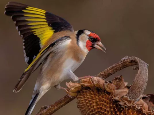 Exposition : Mon petit Muséum "Les oiseaux du coin"