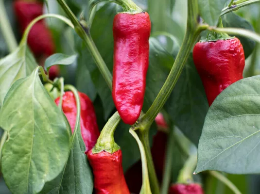 Atelier gourmand : la délicatesse du piment © Pixabay