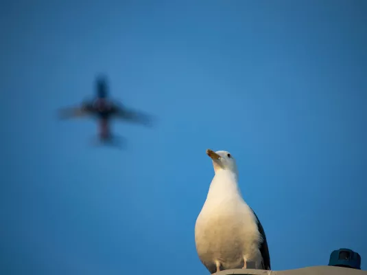 Rencontre-atelier : Ailes d'avion du futur bio-inspirées © Sven Piper via Unsplash