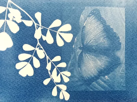 Atelier de curiosité : cyanotype