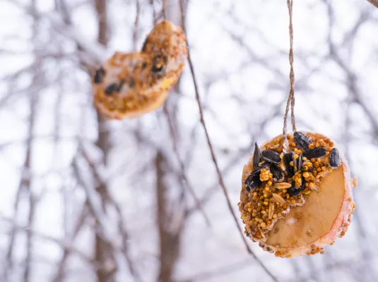 Créa'Familles : Boules de graines pour oiseaux © Freepik