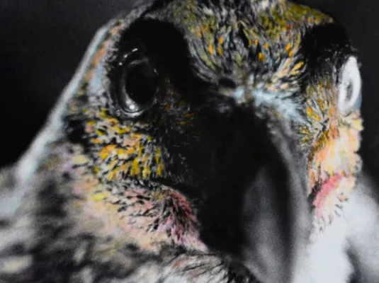 "Le Silence des Oiseaux", exposition photographique de Marie Frécon