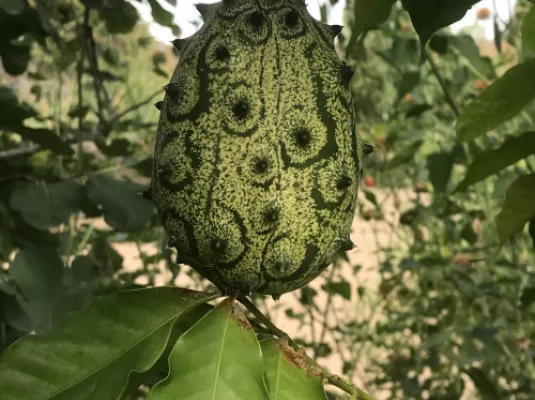 Atelier découverte de la nature : voyage des plantes
