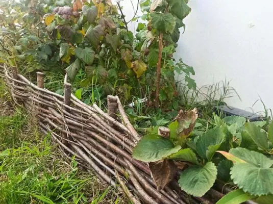 Atelier : Reconnaitre et accueillir les plantes spontanées du jardin