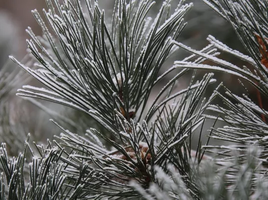 Atelier de découverte de la nature : mon beau sapin, épine des forêts