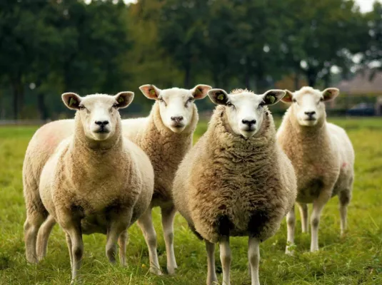 Petit-déjeuner débat - conformisme en mouvement : éclairages par les moutons