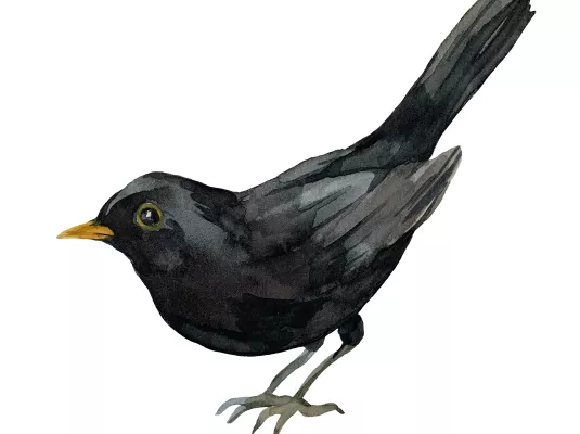 Les oiseaux de Colomiers : dessine-moi une corneille !