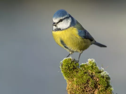 Balade d’observation des oiseaux