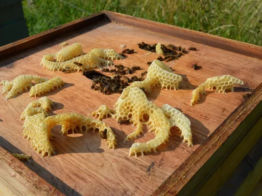 Atelier de curiosité : les produits de la ruche