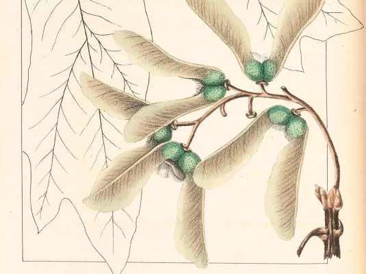 Dessin botanique d‘Après Nature