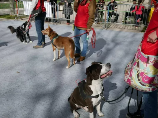 Forum : Toutou pour tout © Muséum de Toulouse
