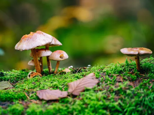 Découverte de la mycologie en forêt de Buzet © Adobe stock