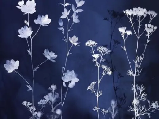 Atelier cyanotype