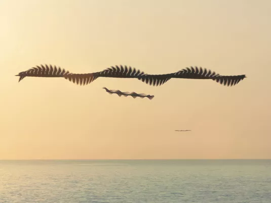 [SCROLL !]  Ornithographies © @Xavi Bou