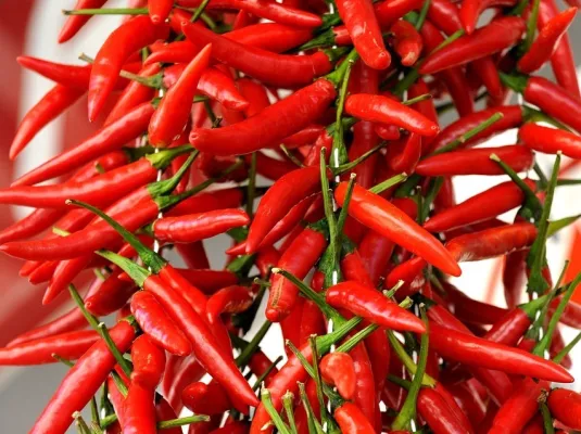 Atelier découverte de la nature : piments du monde