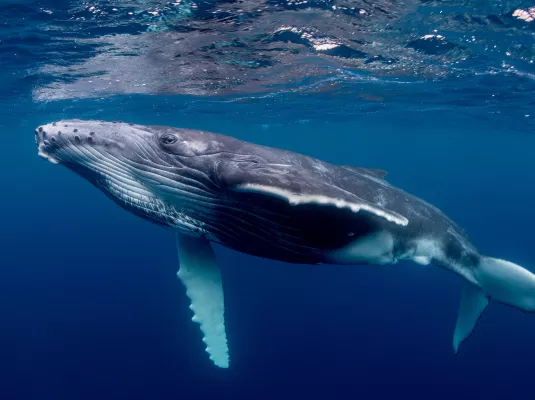 A l’écoute des baleines. Tendez l’oreille !