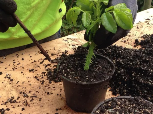 Atelier de jardinage : boutures de Printemps © Pixabay