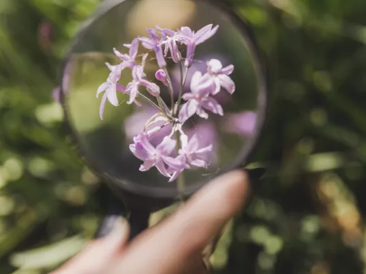 Atelier botanique : déterminer les plantes