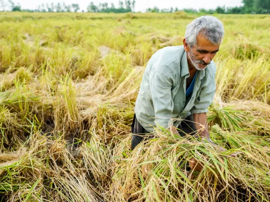 La domestication des plantes : un processus qui changea l’humanité © Jasmin Merdan via AdobeStock
