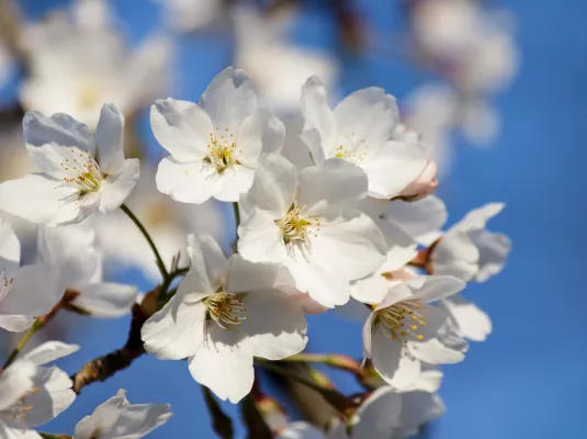 Marché aux fleurs et aux plantes
