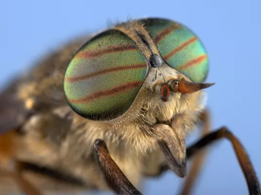 Exposition : Mon petit Muséum "L'entomologie tirée à 4 épingles"