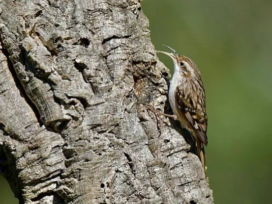 BALADE ORNITHOLOGIQUE