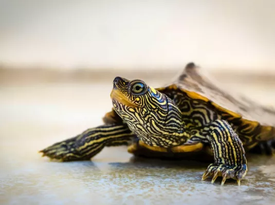 Enquête : Mystérieuse disparition sur l’île aux tortues