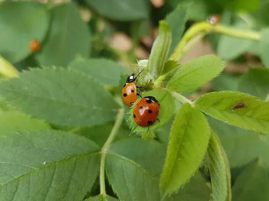 Balade nature, la biodiversité de fermes en potagers © M.Nicolas
