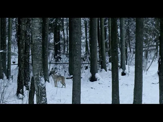 La forêt et les animaux qui l’habitent