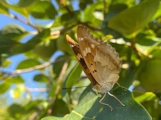 Atelier de découverte de la nature : les papillons des jardins © Paul Dur