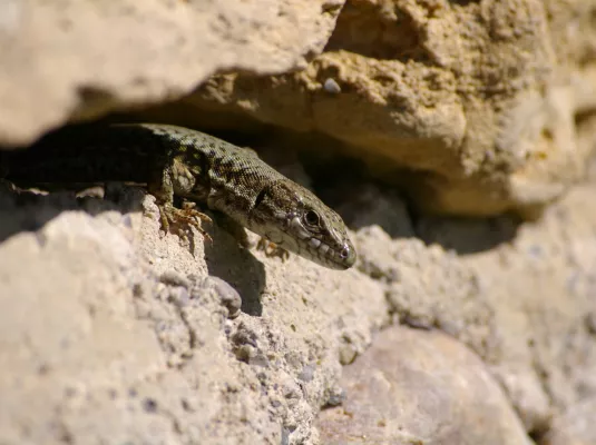 La biodiversité cachée du quartier de Borderouge