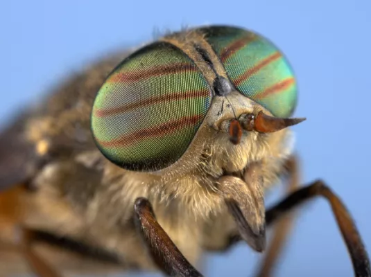 Médiation l’entomologie tirée à 4 épingles