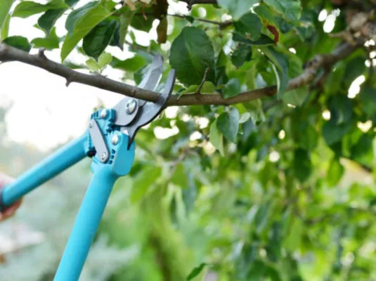 Atelier de jardinage : les bases de la taille de printemps