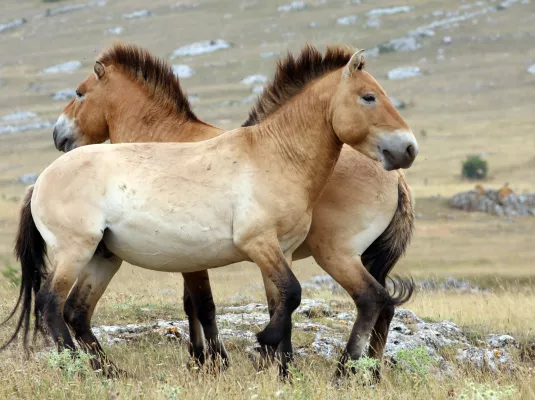 La conquête du cheval, une histoire génétique et des découvertes majeures © loflo via AdobeStock