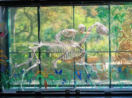 Visite du mur des squelettes du Muséum