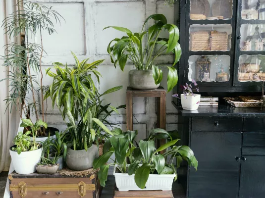 Atelier de jardinage : les plantes dites "d'intérieur"