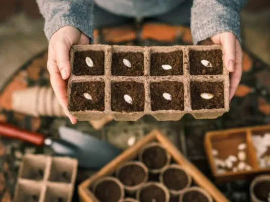 Semis d'automne, compost et petites bêtes