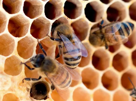 Repas/débat - l'intelligence des abeilles : révolution et perspectives