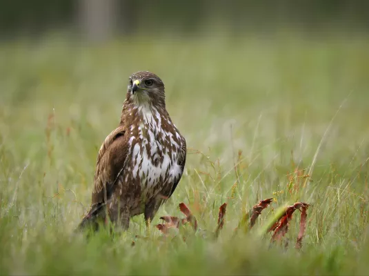 Découvrons les secrets des rapaces © Sahtaj Chowdhury via AdobeStock