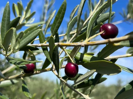 Démonstration de ramassage d'olives