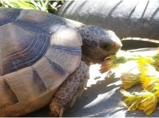 Exposition annuelle de tortues - Samedi 6 septembre