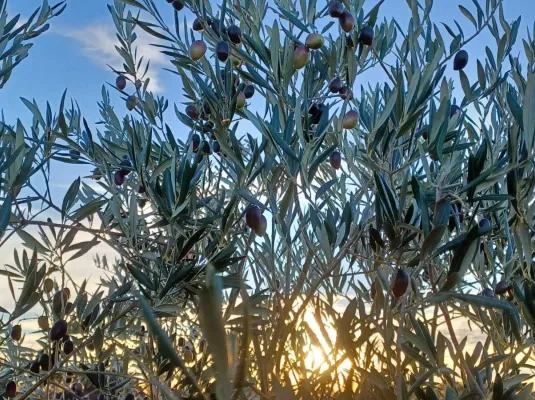Démarrage et démonstration de la récolte d’olive 2026
