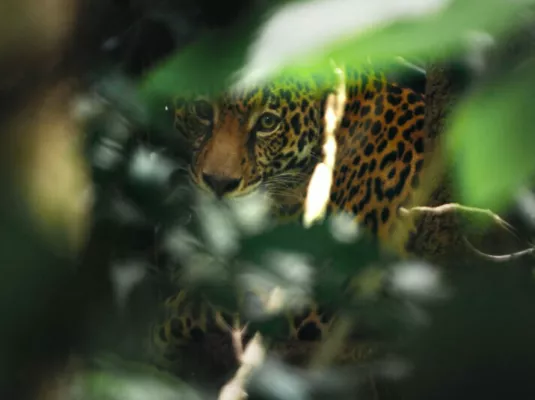 Guyane vivre avec le Jaguar