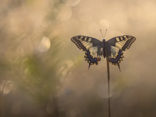 Atelier de curiosité : Photographie naturaliste © Sébastien Blomme